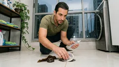 Piolho-de-cobra em casa depois da chuva: por que aparece e as medidas simples que costumam resolver